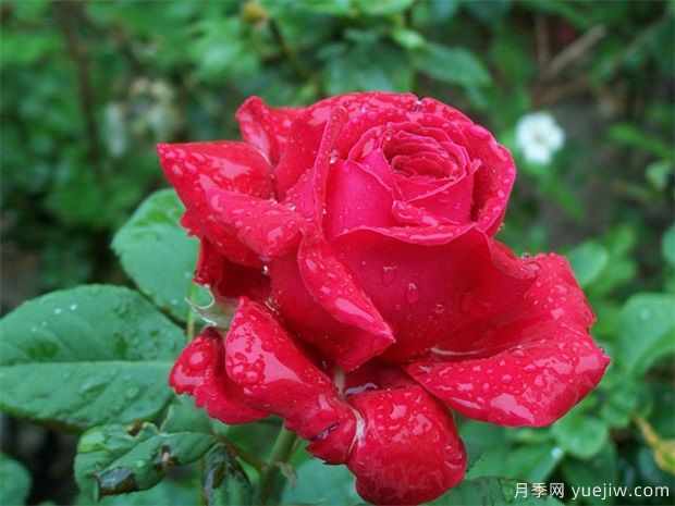 紅玫瑰的介紹，花語(yǔ)和栽培養護(圖1)