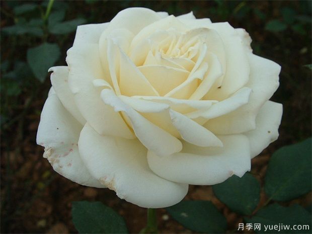 白玫瑰的介紹，花語(yǔ)和栽培養護(圖1)