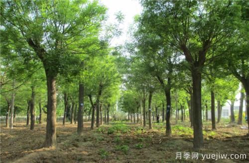 國槐小苗生長(cháng)快又粗有何技巧(圖1)