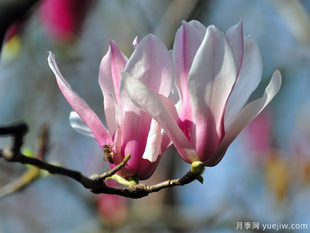 二喬玉蘭的開(kāi)花時(shí)間？二喬玉蘭的養殖方法(圖1)