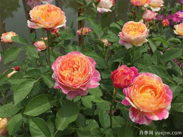 月季花適宜盆栽養殖嗎？(圖1)