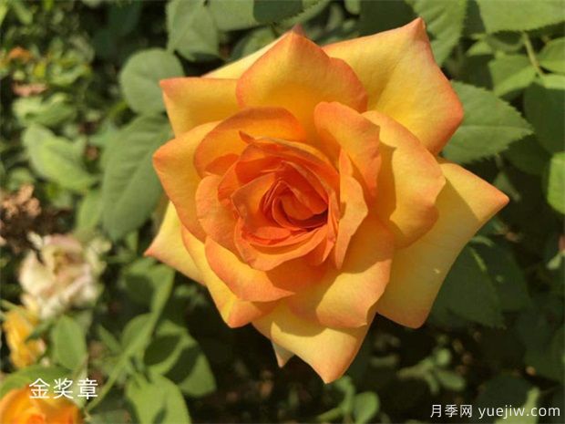 豐花月季和灌木月季有什么區別？(圖1)