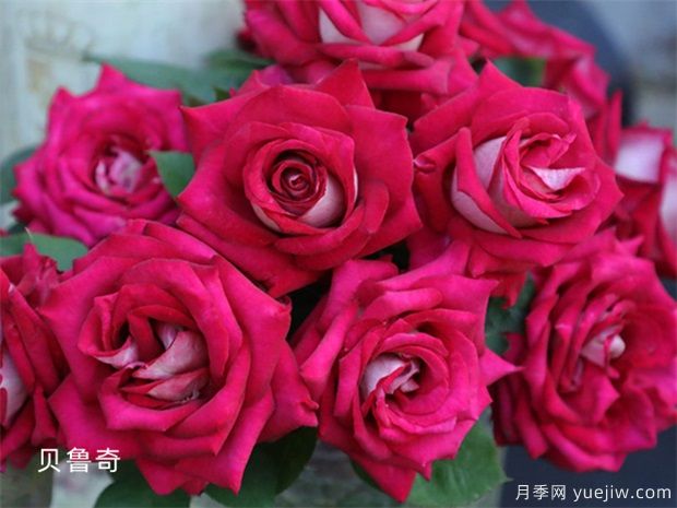 玫瑰花送幾朵有哪些花語(yǔ)(圖1)