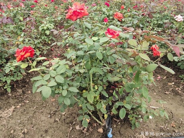 埋盆越冬的月季什么時(shí)候出土好？(圖1)