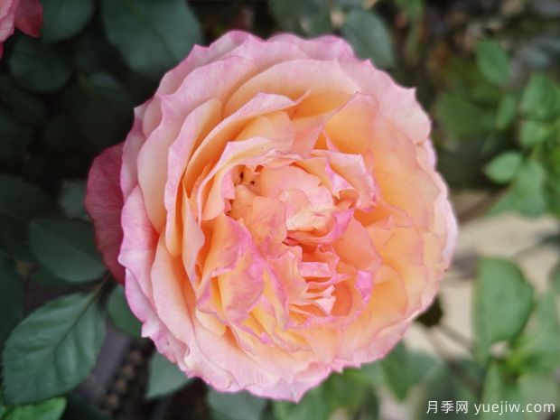 大花美人月季/彩虹陽(yáng)臺月季(圖3)