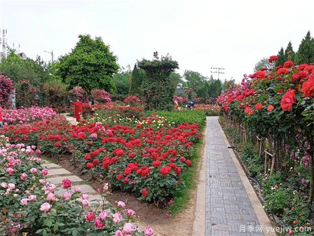 國家公園建設，將帶動(dòng)這些苗木的需求市場(chǎng)(圖1)
