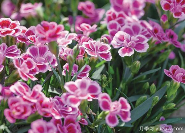 幾種讓花園充滿(mǎn)浪漫色彩的粉色花卉，滿(mǎn)足少女心(圖4)