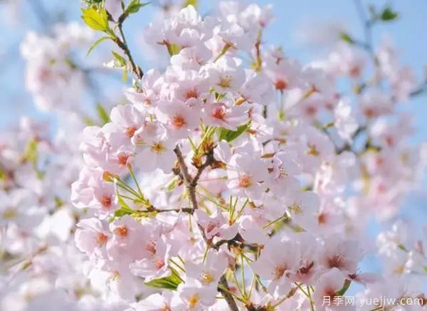 幾種讓花園充滿(mǎn)浪漫色彩的粉色花卉，滿(mǎn)足少女心(圖1)