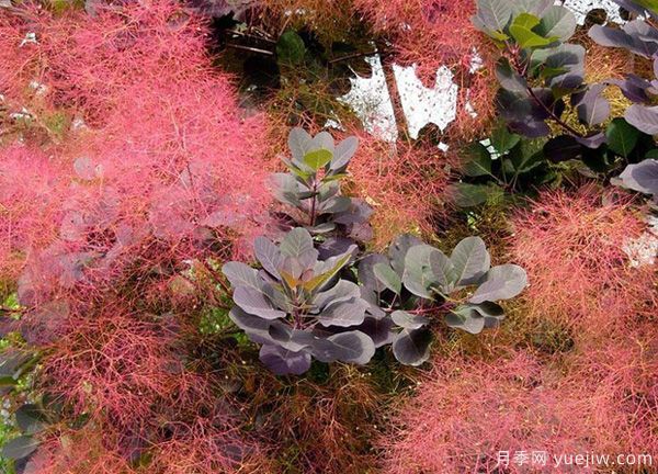 庭院適合種哪些花卉植物？冬天來(lái)了更漂亮(圖3)