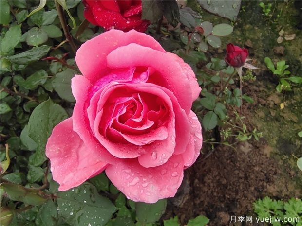 如何提高造林成活率，保證工程的成果(圖1)
