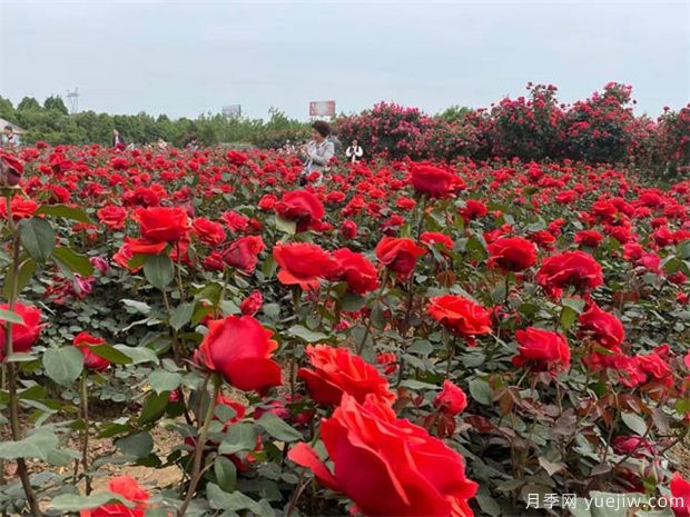 樹(shù)木移植新十大核心技術(shù)(圖1)