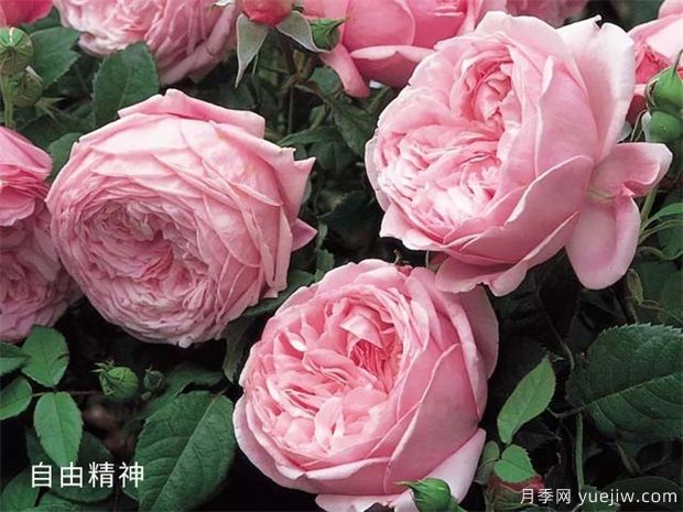 藤本月季哪個(gè)品種好？藤本月季種植小辦法(圖2)