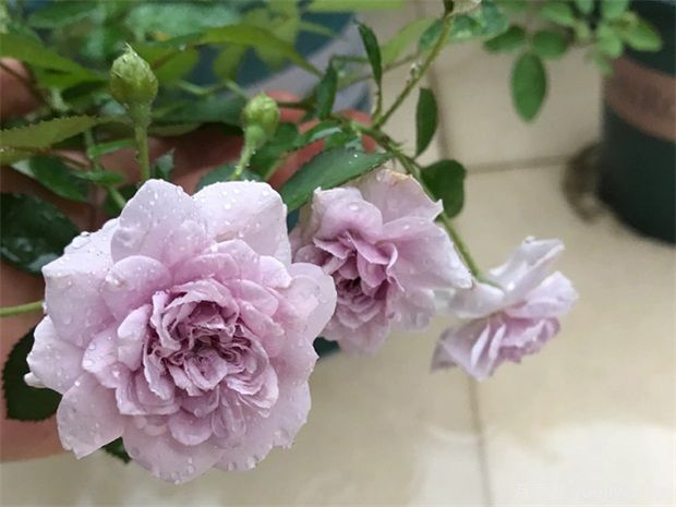推薦5種藍色月季，網(wǎng)紅品種并且花量大花期長(cháng)(圖2)