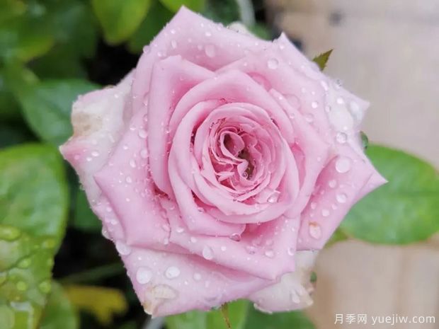 推薦5種藍色月季，網(wǎng)紅品種并且花量大花期長(cháng)(圖4)