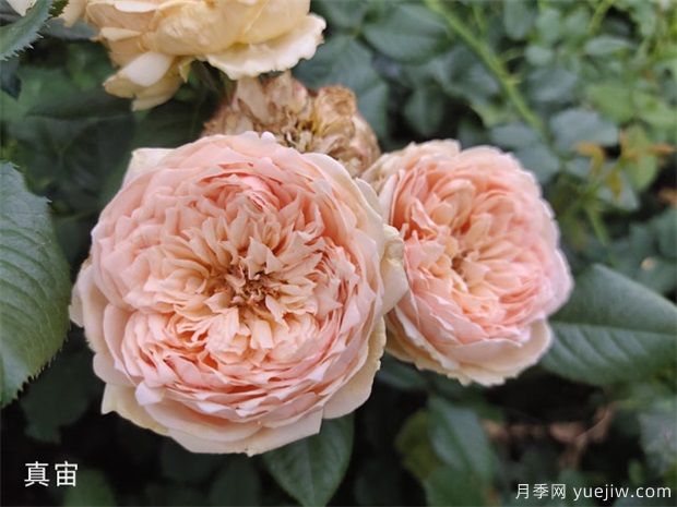 推薦8種灌木月季品種，經(jīng)典驚艷花量豐富(圖2)