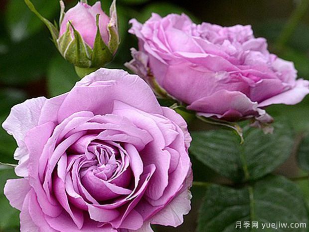 ***受歡迎的24種月季花，長(cháng)得快開(kāi)花多(圖3)