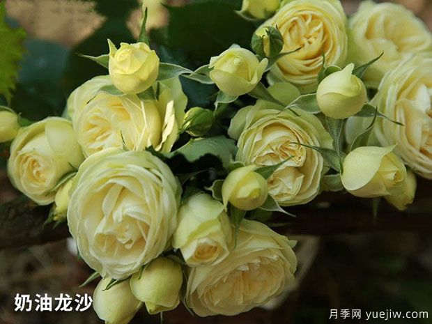 推薦十款花期***長(cháng)的月季品種，賞花享四季(圖2)