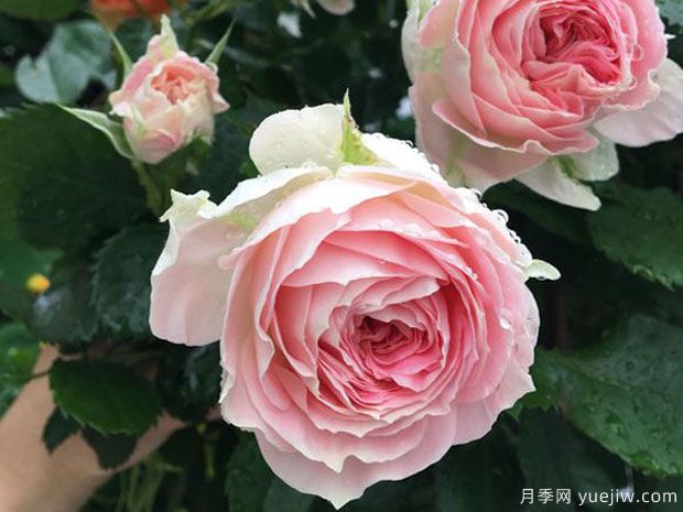 推薦十款花期***長(cháng)的月季品種，賞花享四季(圖4)