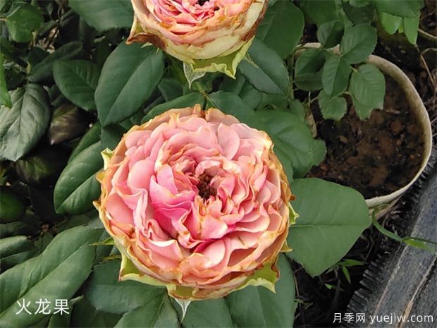 推薦十款花期***長(cháng)的月季品種，賞花享四季(圖7)