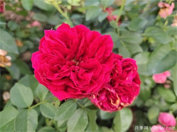 推薦十款花期***長(cháng)的月季品種，賞花享四季(圖8)