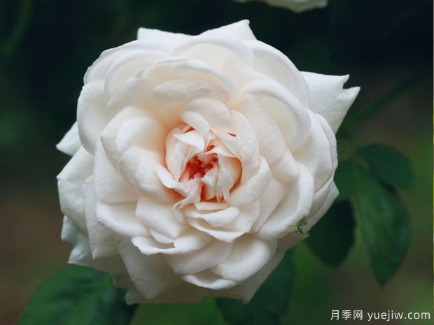 推薦十款花期***長(cháng)的月季品種，賞花享四季(圖9)