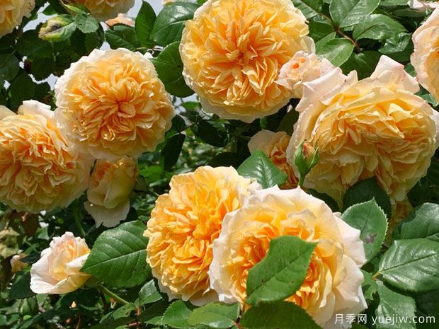分享八款歐月月季花，顏值爆棚非常美麗(圖2)