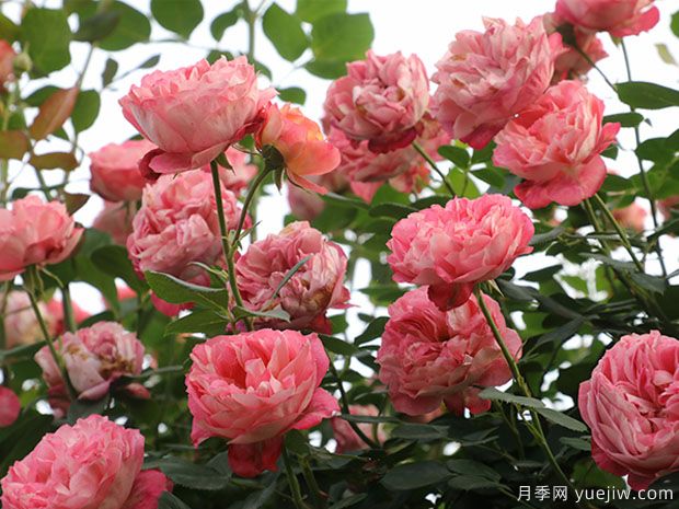 推薦2個(gè)藤本月季，粗放管理四季開(kāi)花不斷(圖1)