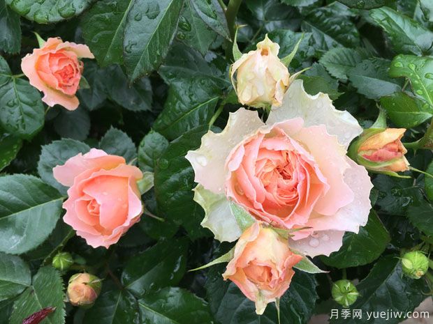 木星王陽(yáng)臺月季(圖5)
