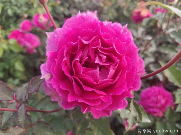 推薦8種微型月季，開(kāi)花勤濃香型，適合陽(yáng)臺養花(圖1)