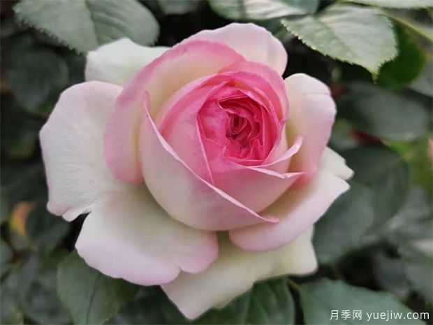 秋天月季養護小知識，秋季修剪和澆水與病蟲(chóng)害防治(圖1)