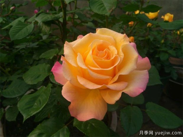 月季花的養殖方法，月季花栽培技術(shù)(圖1)