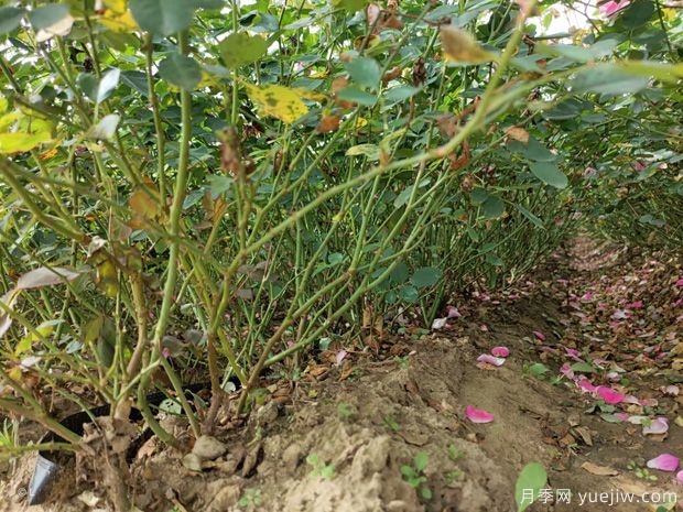 盆栽月季花怎么養？地栽月季花養殖方法(圖1)