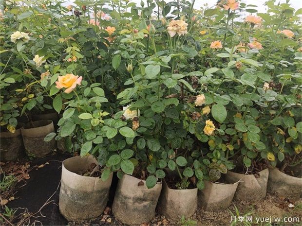 盆栽月季花如何打理？10店小細節注意(圖1)