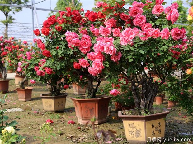 月季花該怎樣做成盆景？(圖1)
