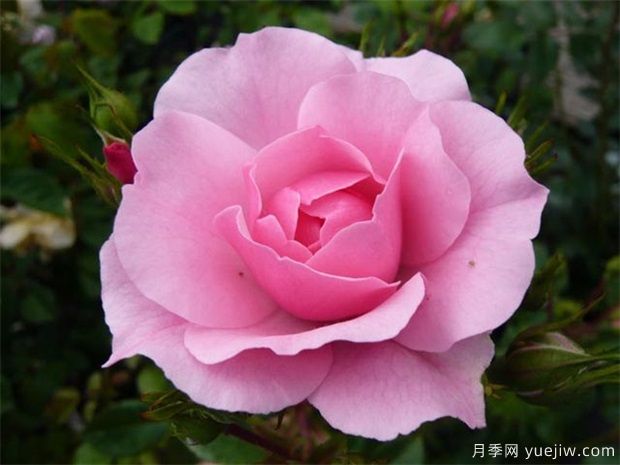 花中皇后是什么花 月季怎么養(圖1)