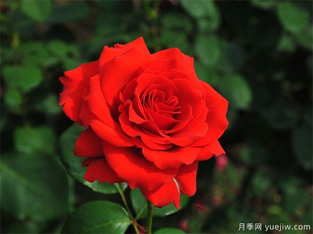 什么時(shí)候，怎樣種月季花***好？(圖1)