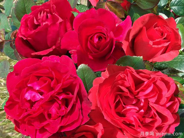 伏舊園之花月季的優(yōu)缺點(diǎn)是什么？(圖1)