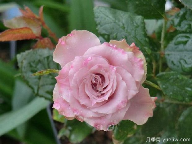 10種復古色月季，氣質(zhì)炸裂！花友值得入手！(圖7)
