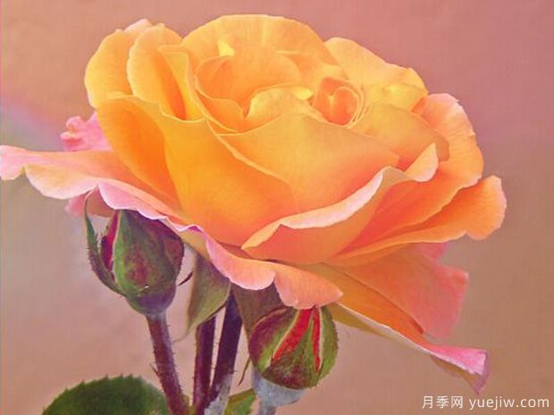 鄭州市花是月季，愛(ài)上鄭花滿(mǎn)城(圖3)