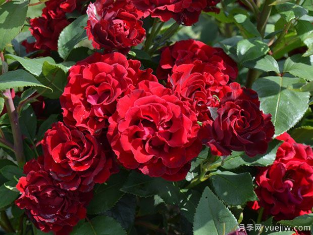 堪稱(chēng)塑料花的紀念芭芭拉月季，花美還耐開(kāi)(圖2)