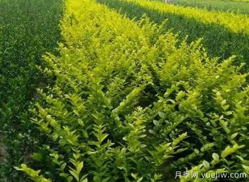 大葉黃楊的養殖護理(圖1)