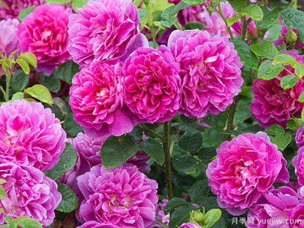 南陽(yáng)月季花霜霉病怎么預防和治療？(圖1)
