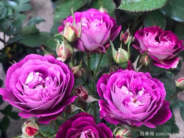 冬季苗圃這么澆水，減少一半凍傷量(圖1)