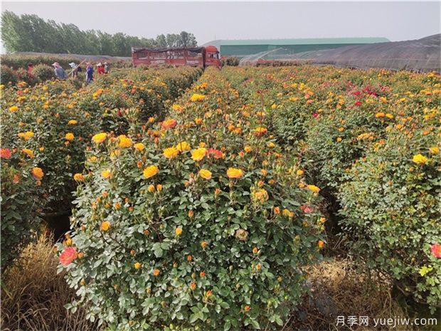 種什么花木不愁銷(xiāo)、利潤高、比較有前景？(圖1)