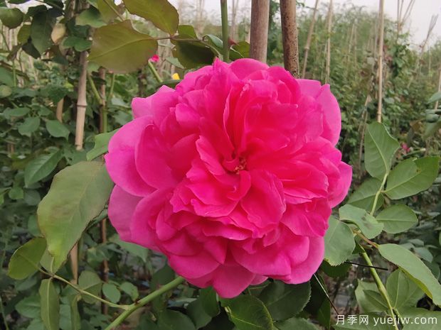 推薦全國花友公認的十大好養好看的月季品種(圖4)