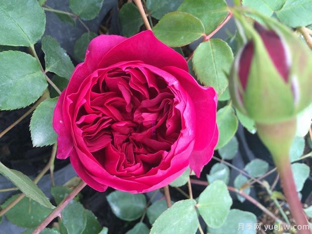 秋日胭脂月季介紹，花色豐富花型多變(圖1)