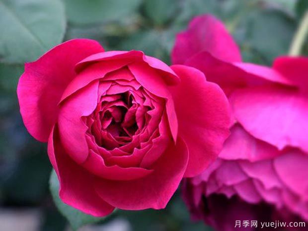 秋日胭脂月季介紹，花色豐富花型多變(圖2)