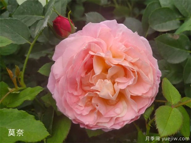 月季花施肥方法，月季養護如何施肥(圖1)