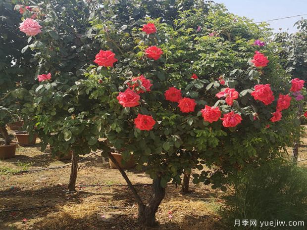 月季病蟲(chóng)災防治辦法和要點(diǎn)(圖1)