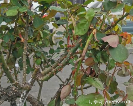 月季枝干上有許多小白點(diǎn)，可能是桑盾蚧在危害(圖2)